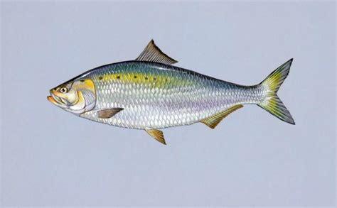 asp fish