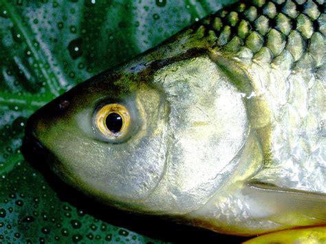 common bleak fish