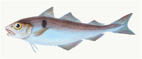 haddock fish