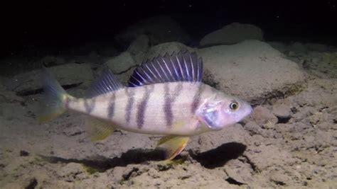 perch