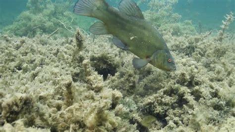tench fish