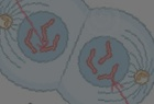 biology_multiturn_0006_turn2.png