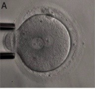 biology_multiturn_0023_turn0.png