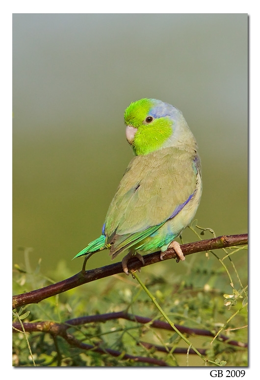 Parrotlet (11).jpg