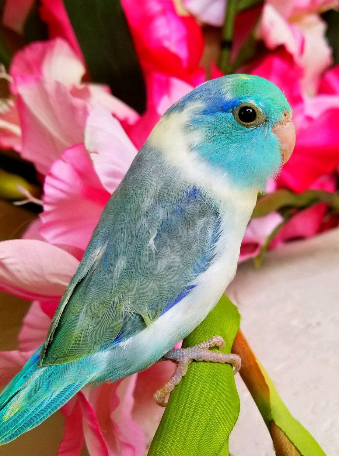 Parrotlet (12).jpg