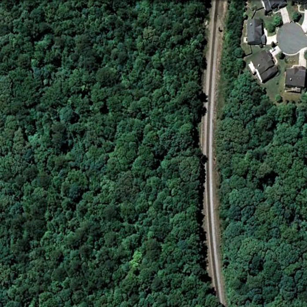 forest_131.jpg