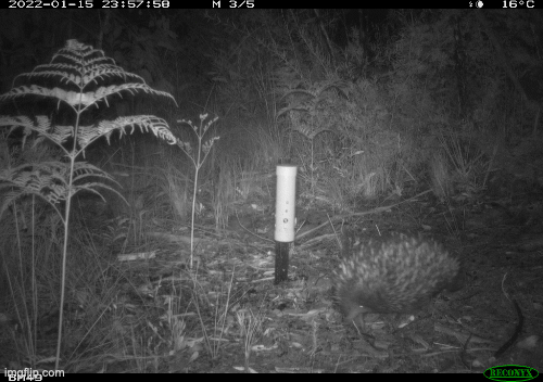 echidna.gif