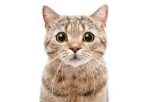 cat.jpeg