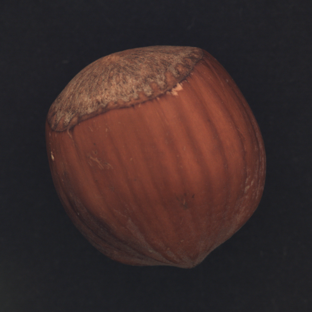 hazelnut.png