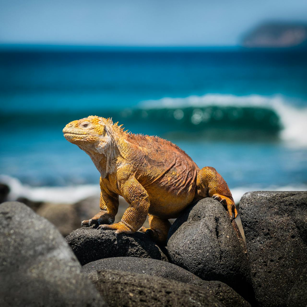 iguana.png