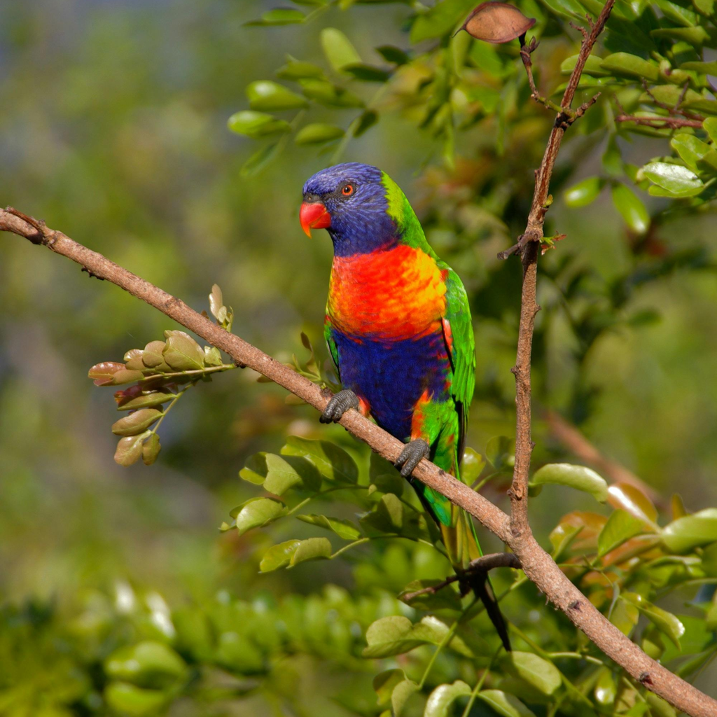 parrot.png