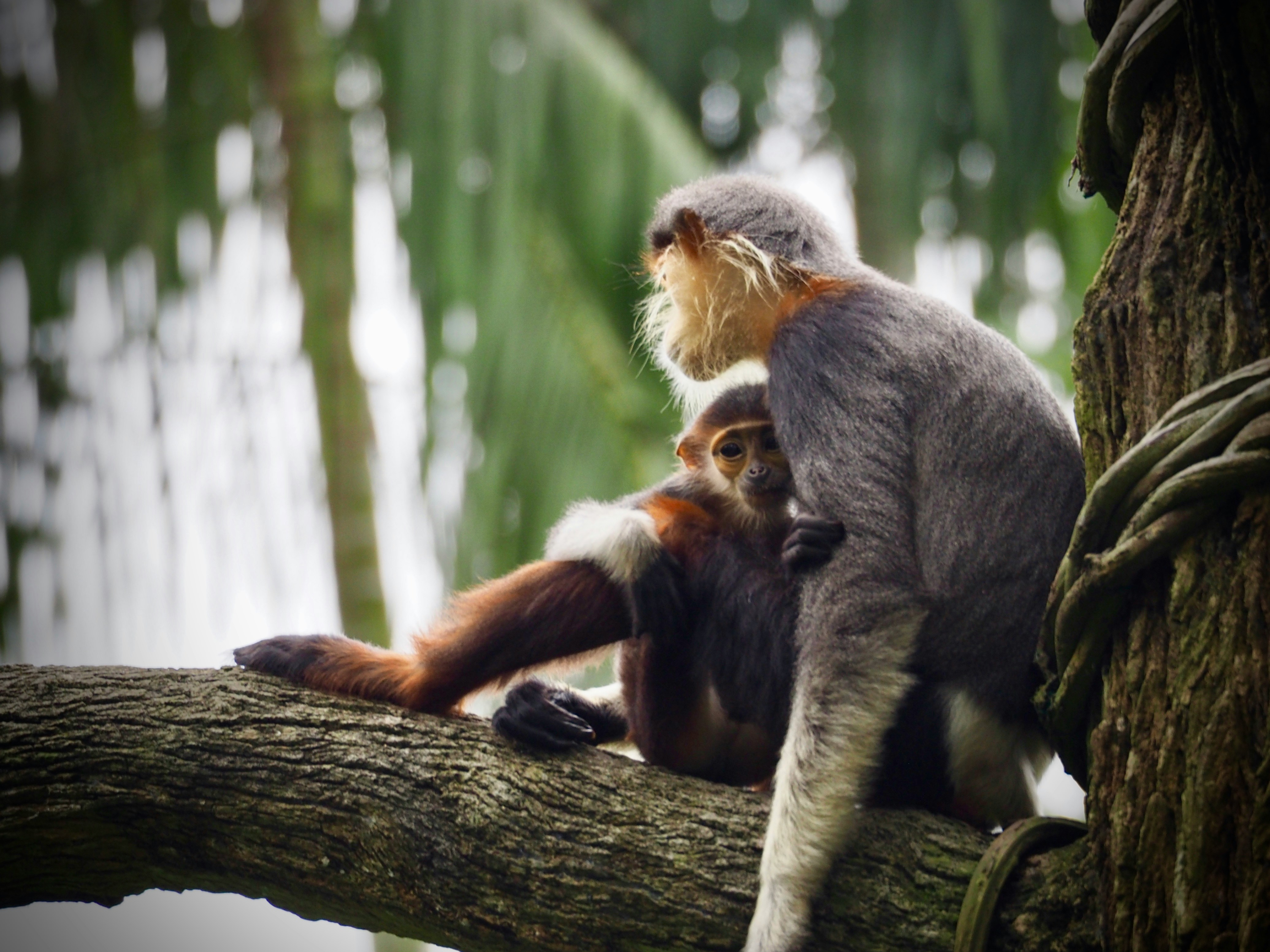 monkey.jpg