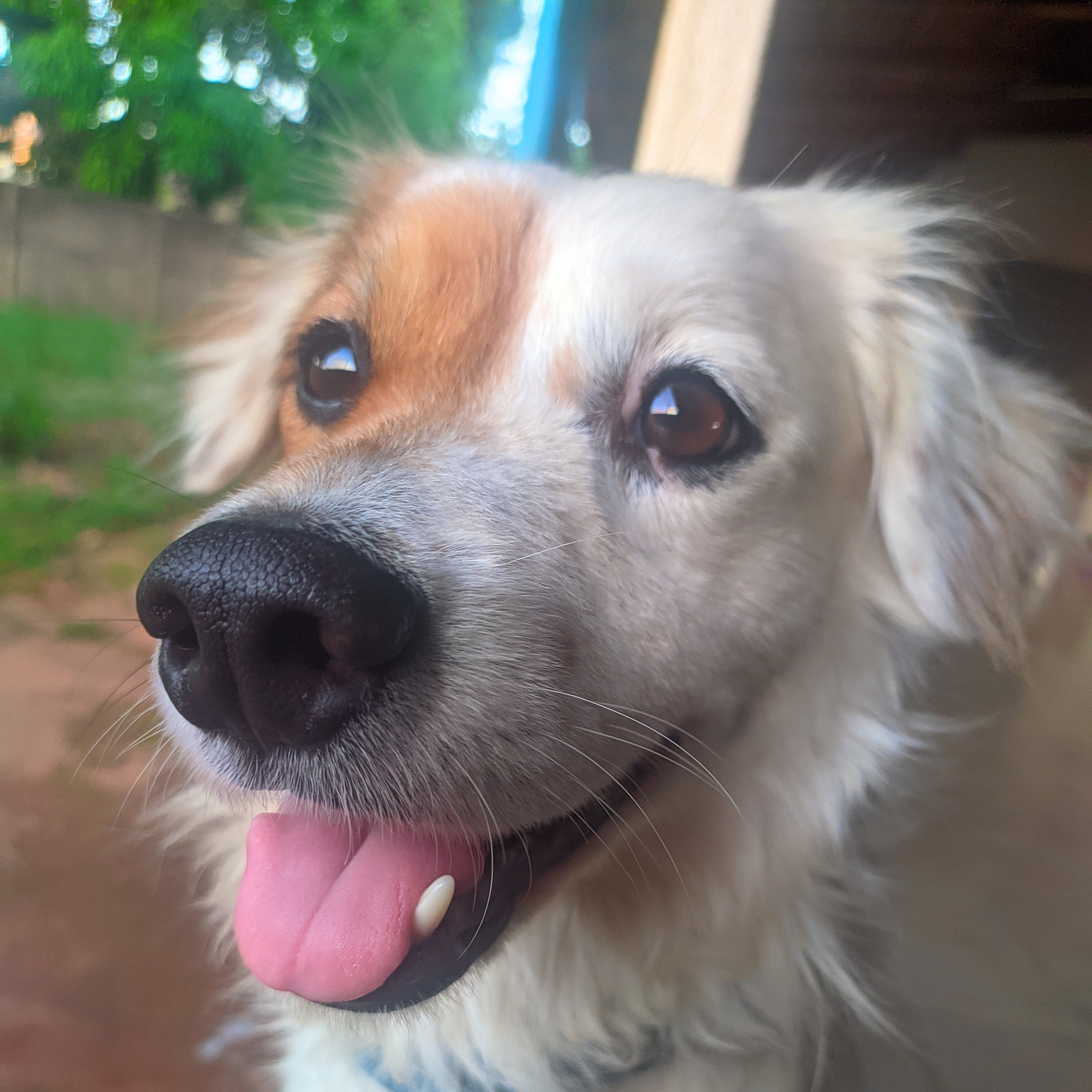 dog.jpg